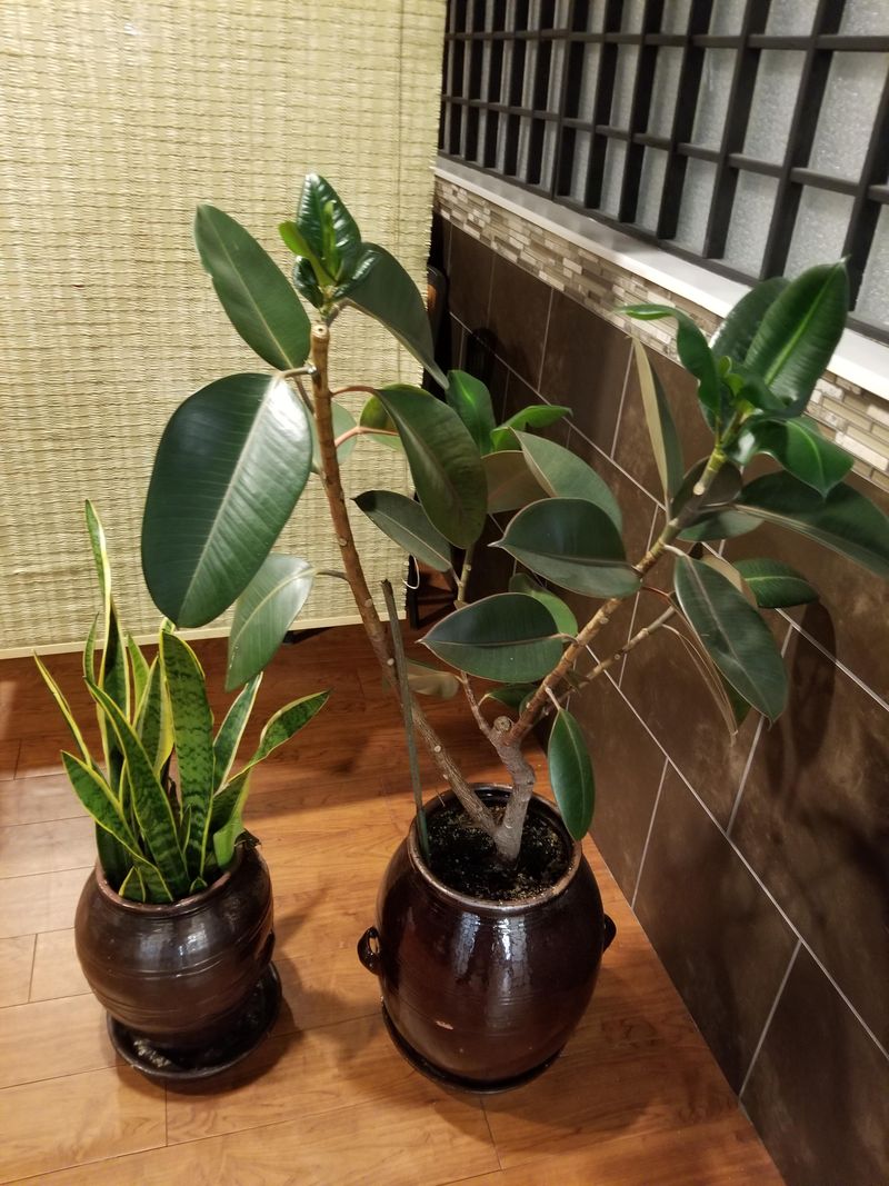 Garage: Snake Plant & Rubber Plant