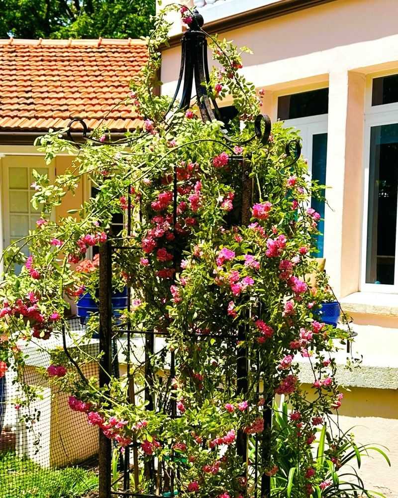 Trellis Climbing Plants