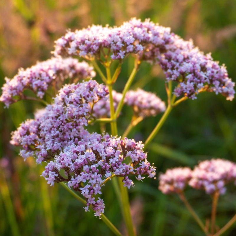 Garden Meditation Aid