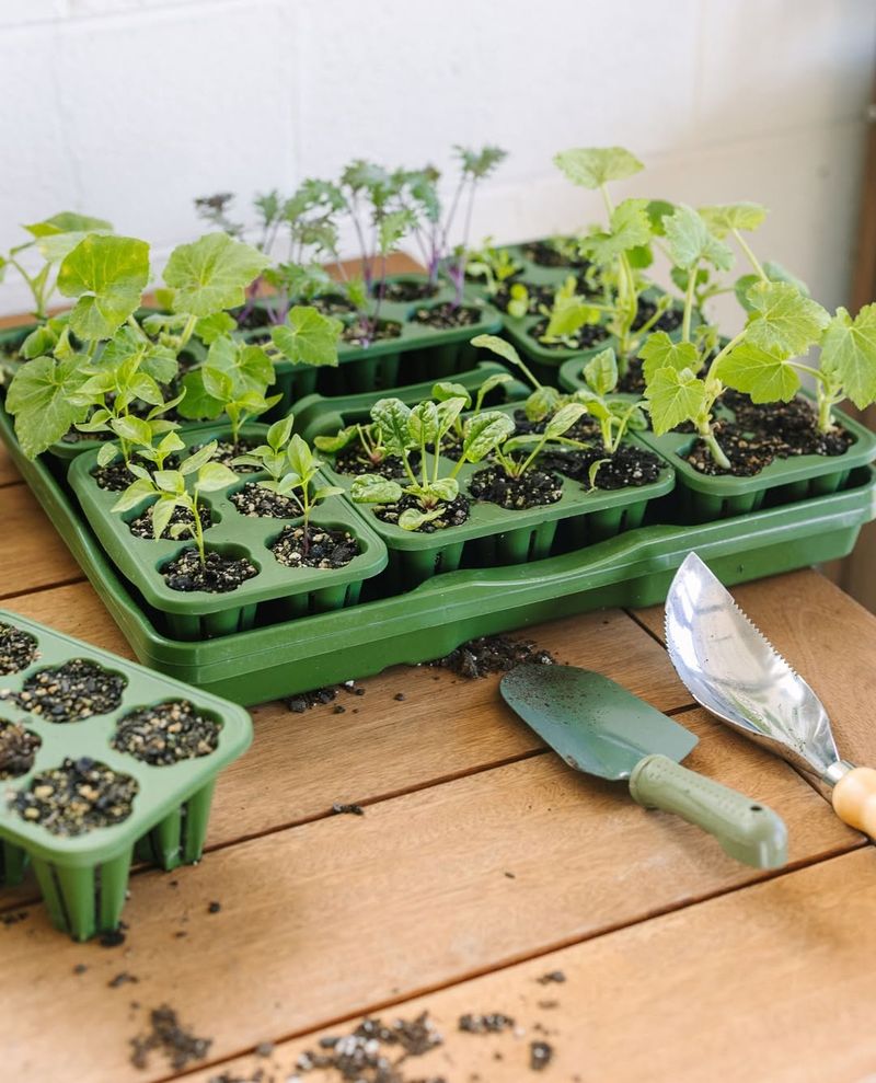 Garden Seed Starter Kit