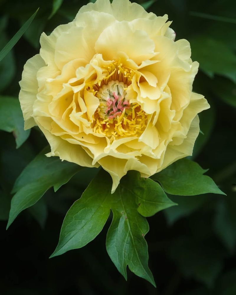 Garden Treasure Peony