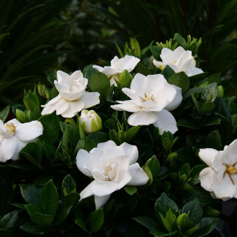 Gardenia