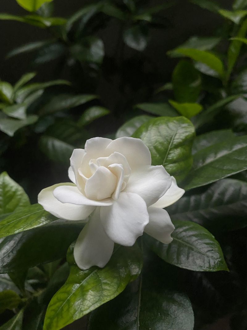 Gardenia