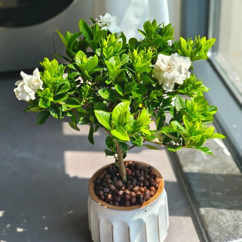 Gardenia