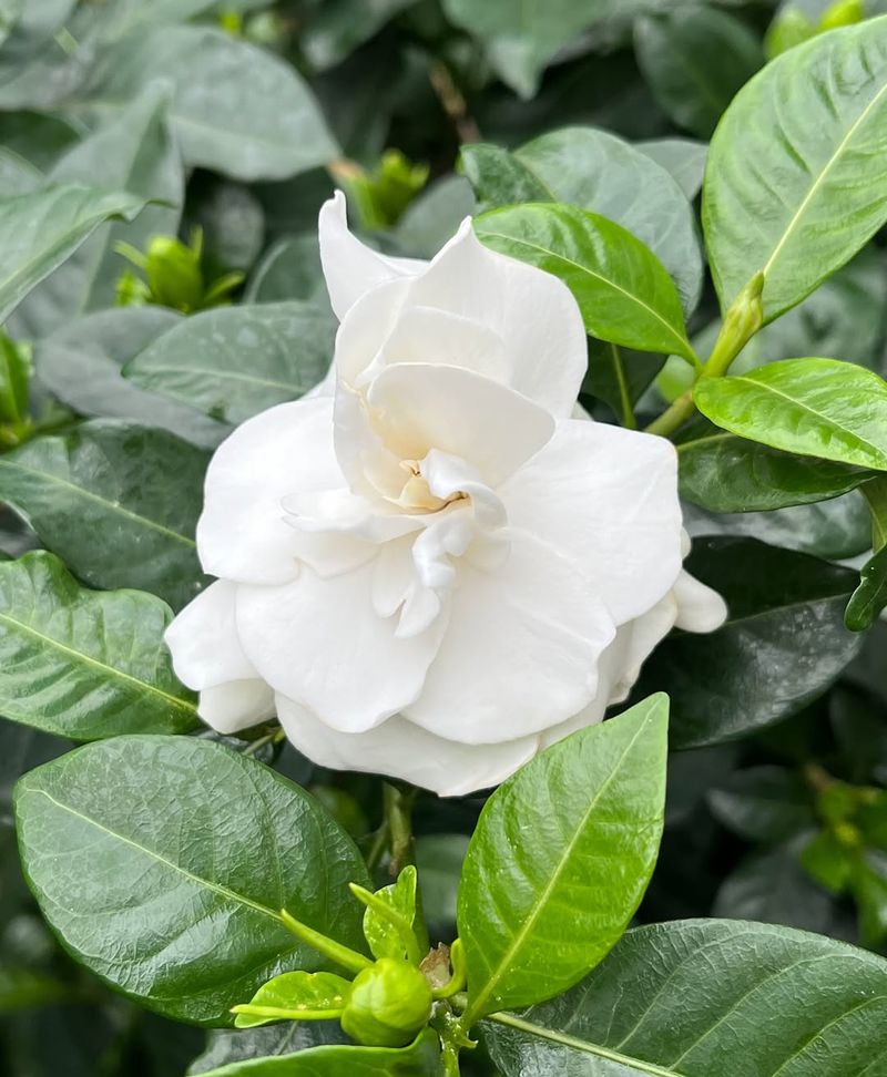 Gardenia