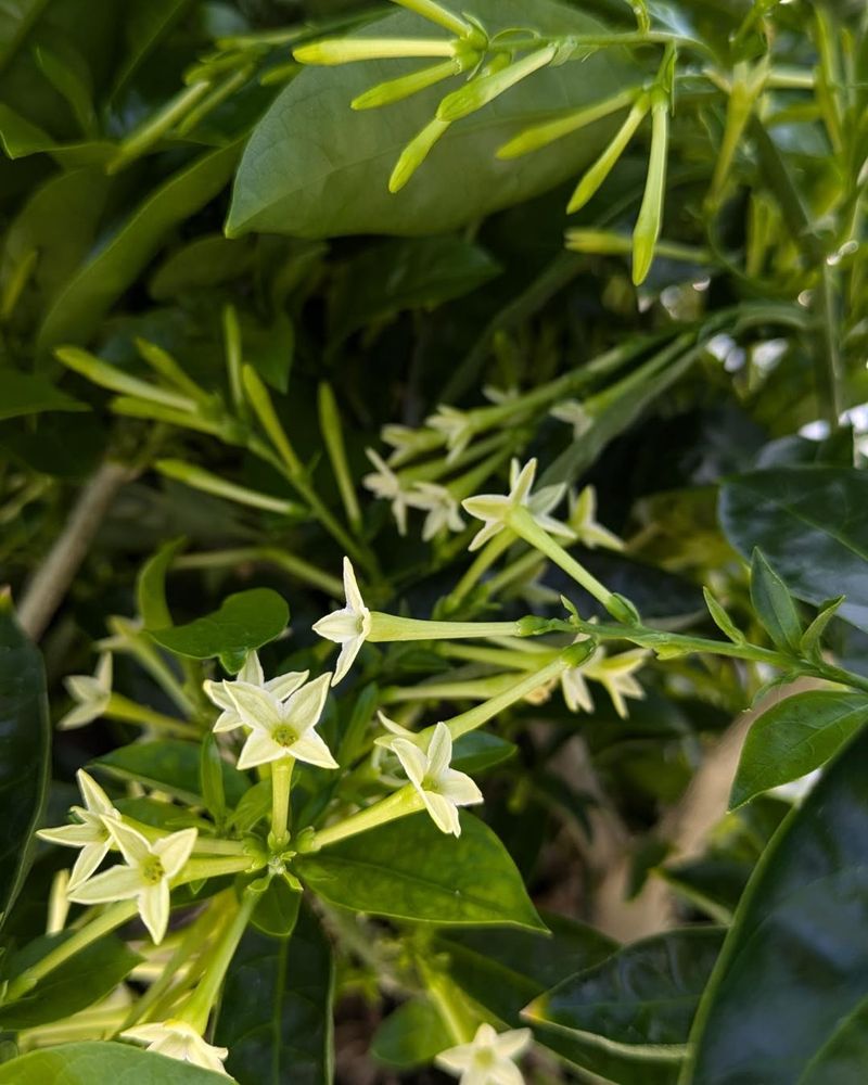 Night-Blooming Jasmine