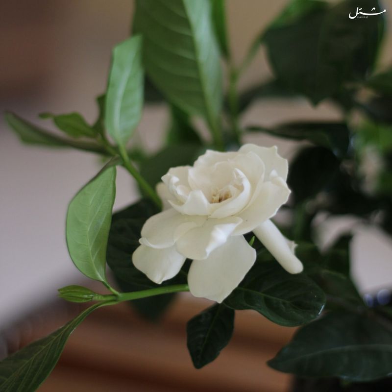 Gardenia