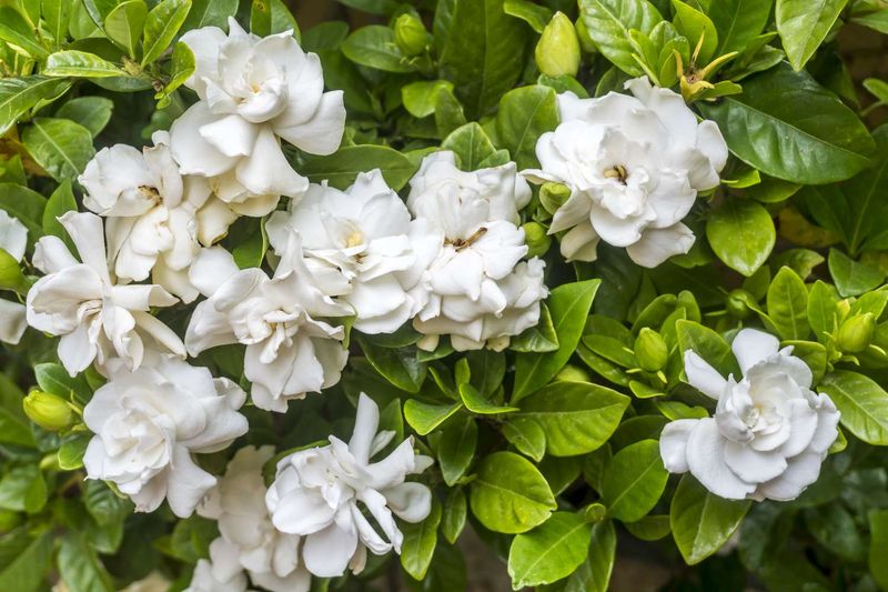 Gardenias