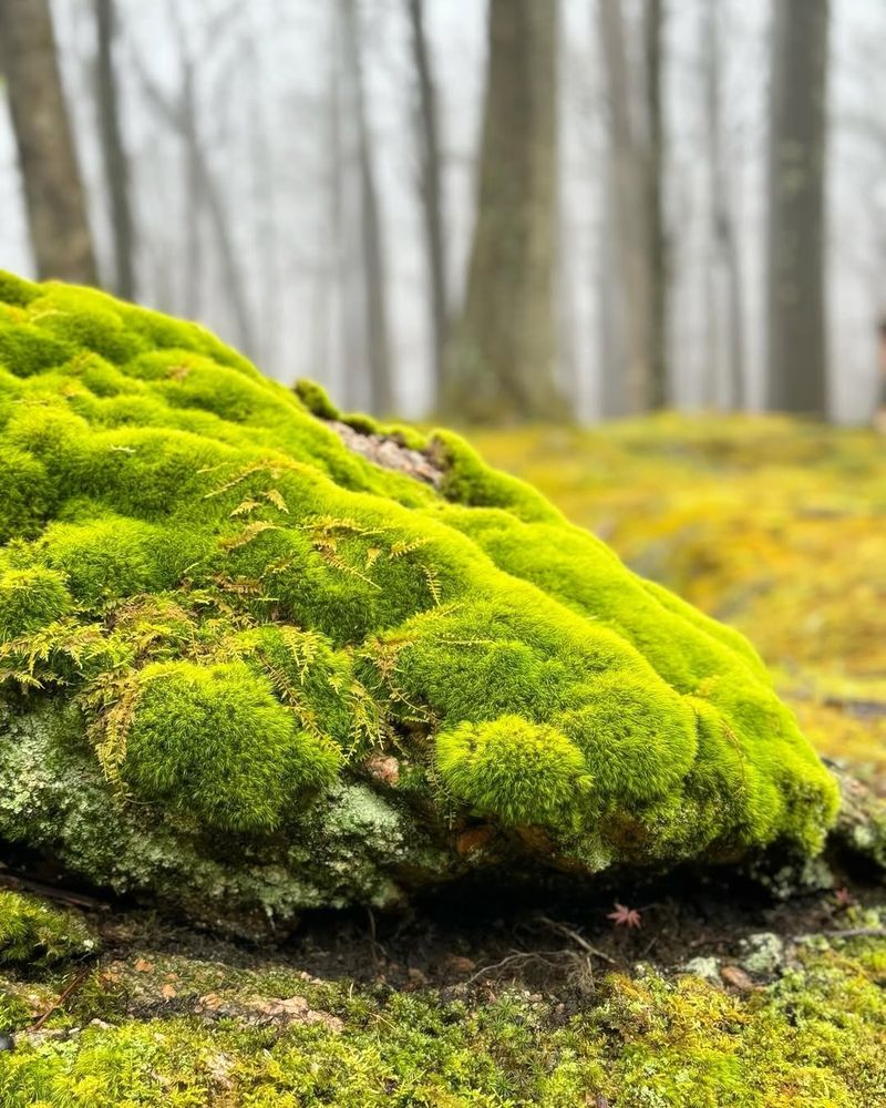 Moss