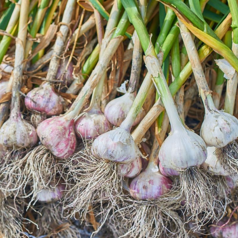 Garlic