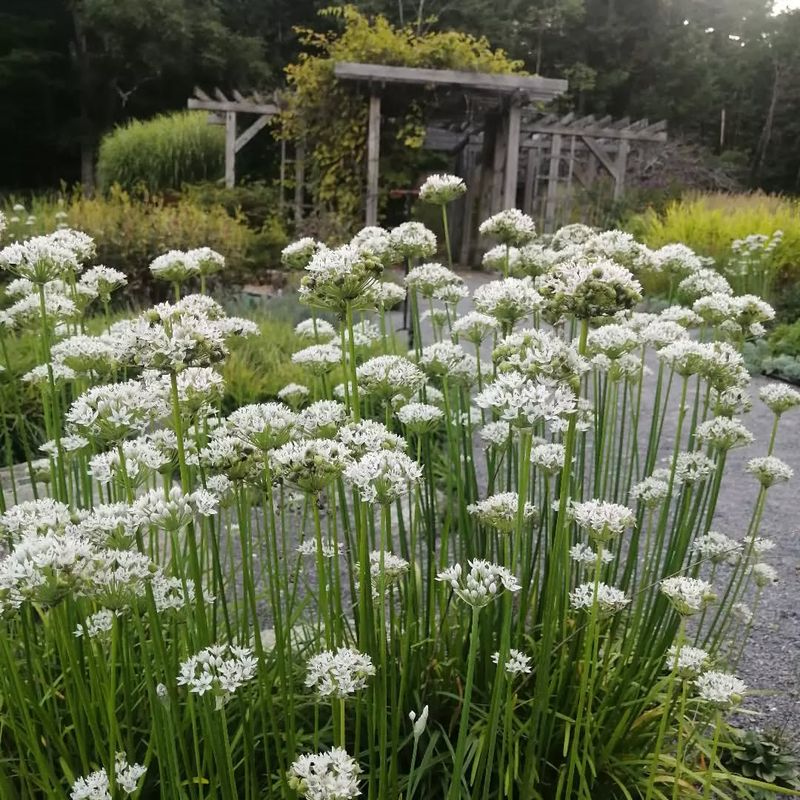 Garlic Chives