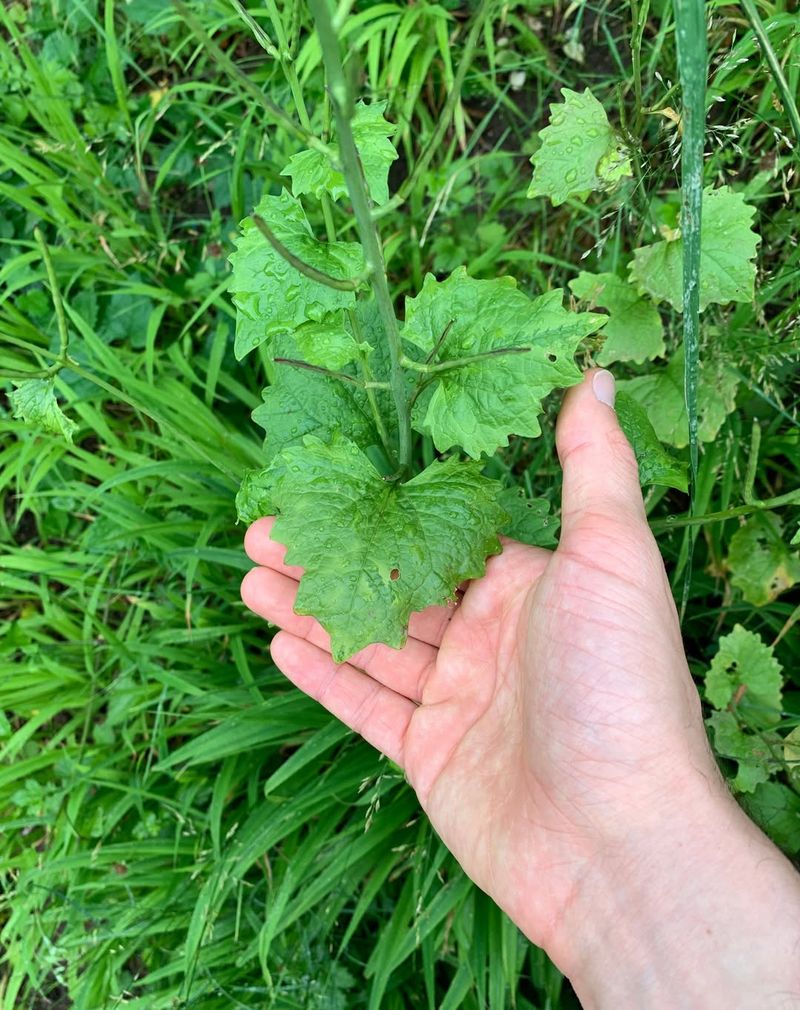 Garlic Mustard