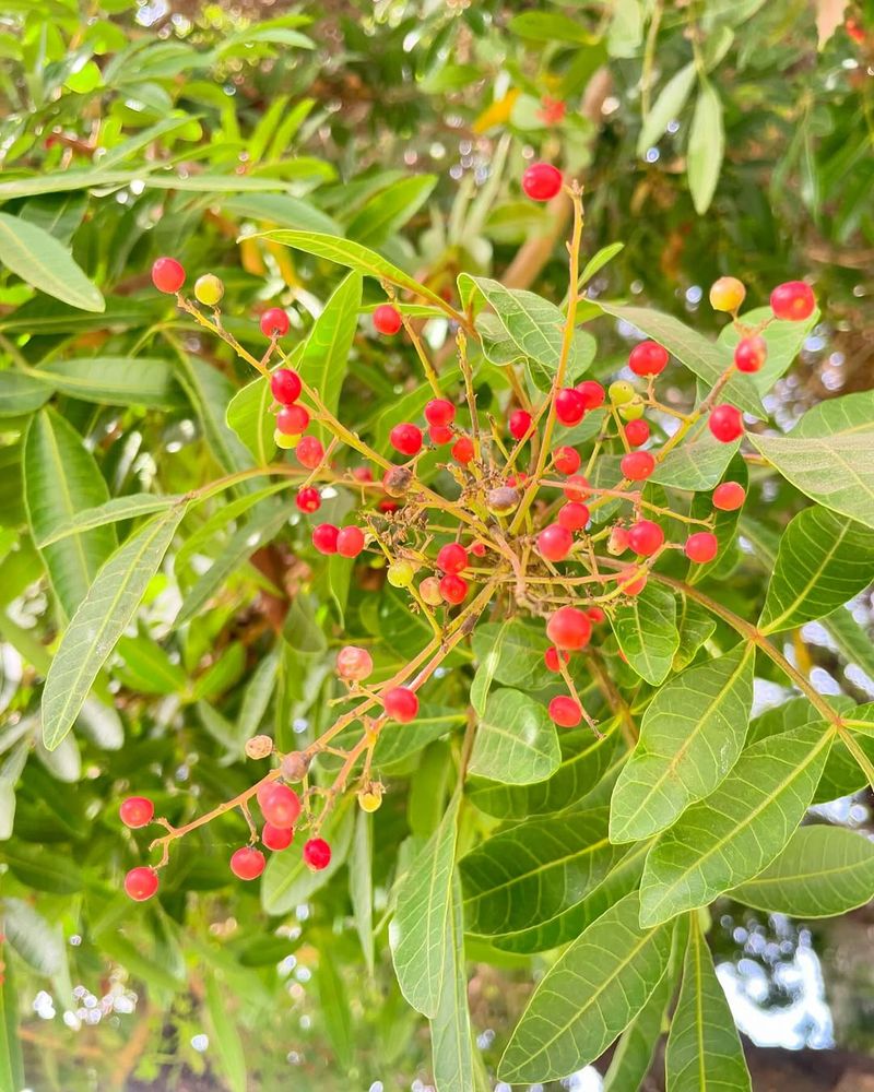 Brazilian Pepper Tree