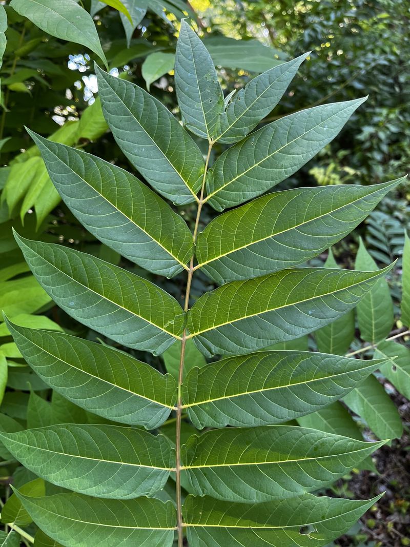 Tree of Heaven