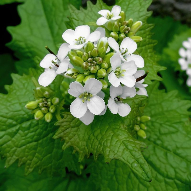 Garlic Mustard