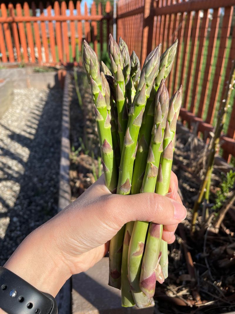 Garlic and Asparagus