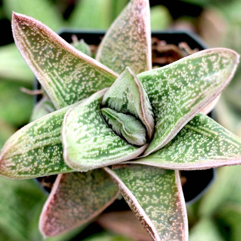 Gasteria ‘Little Warty’