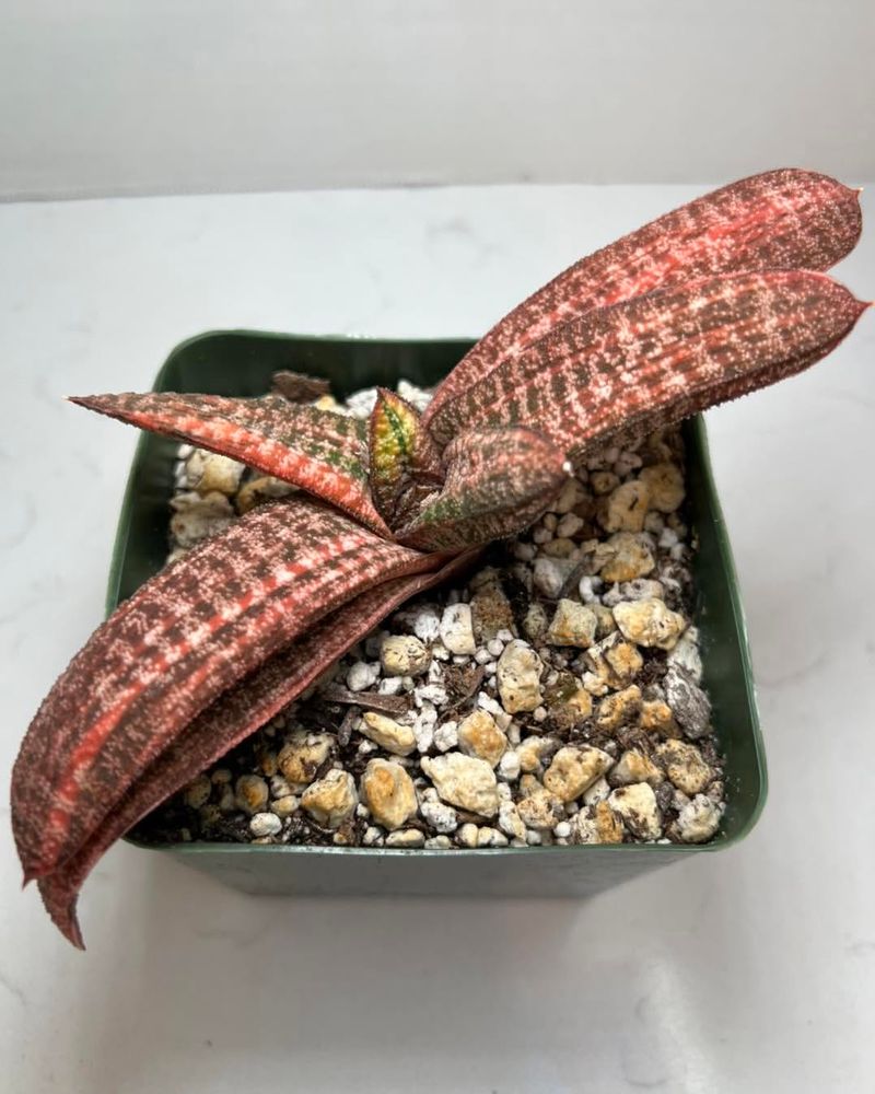 Gasteria Batesiana