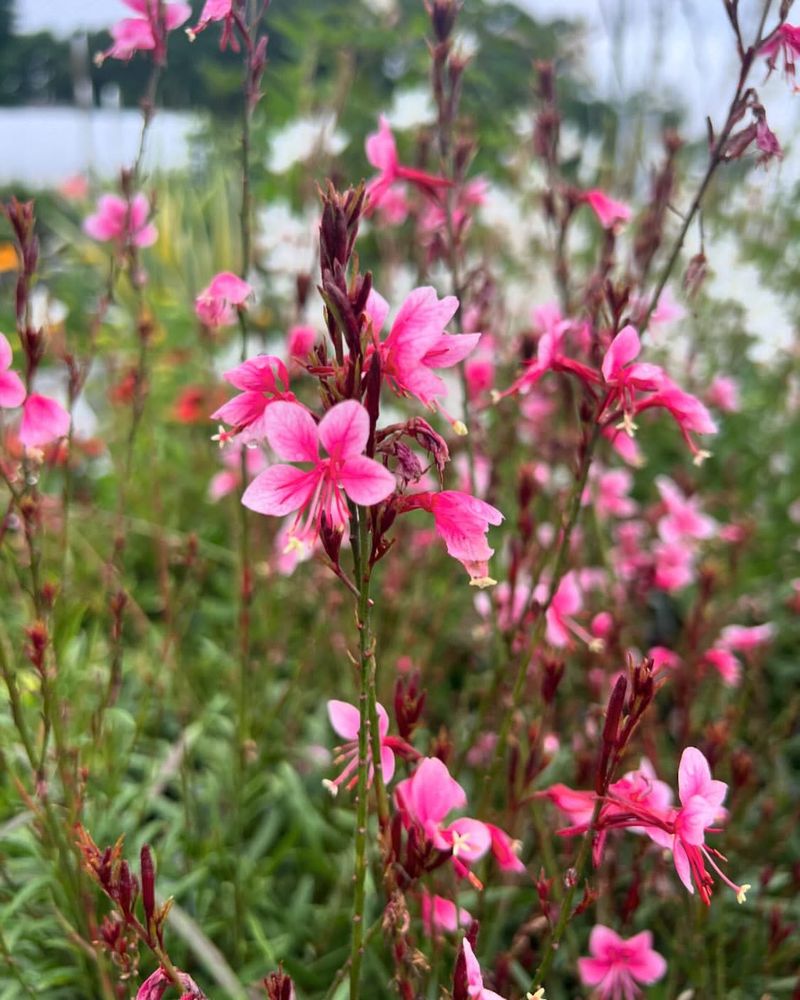 Gaura