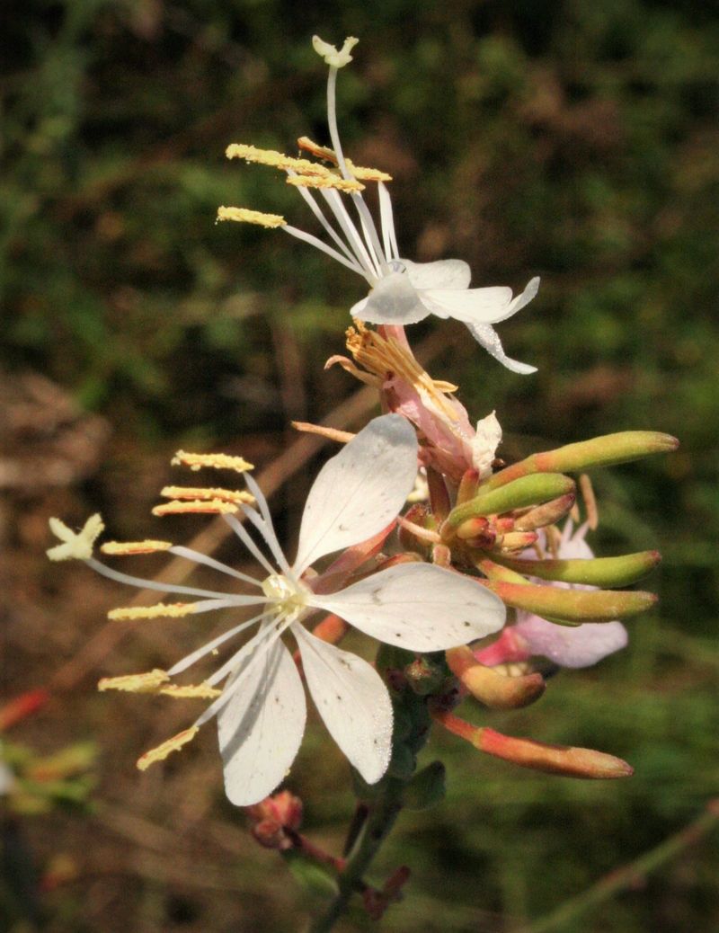 Gaura