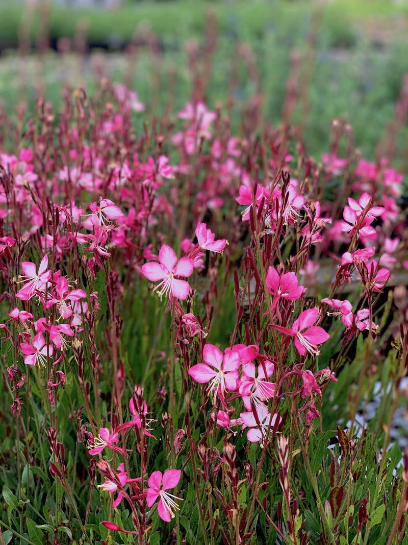 Gaura