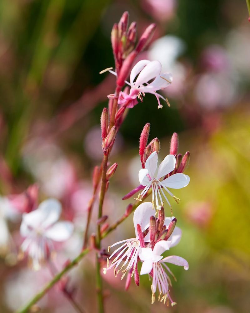 Gaura