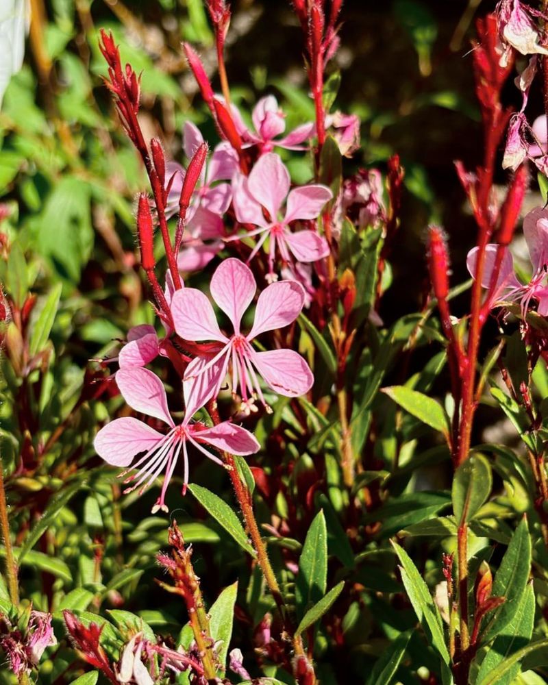 Gaura