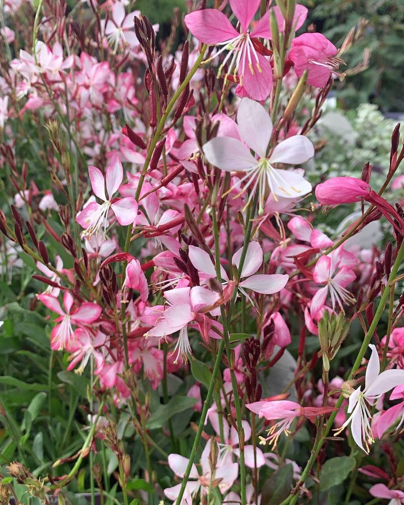 Gaura