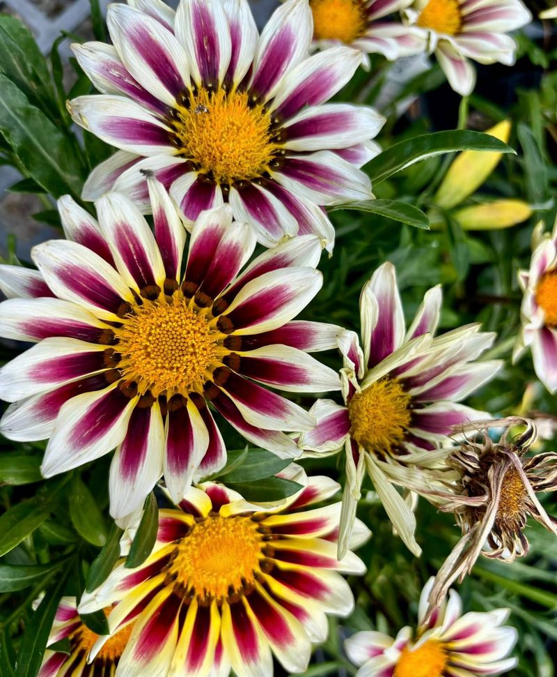 Gazania