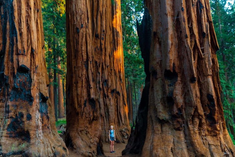 General Sherman Tree