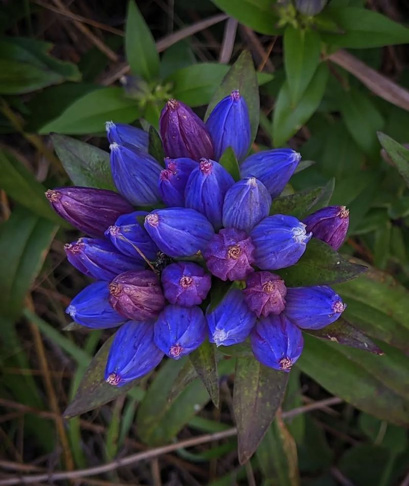 Gentian