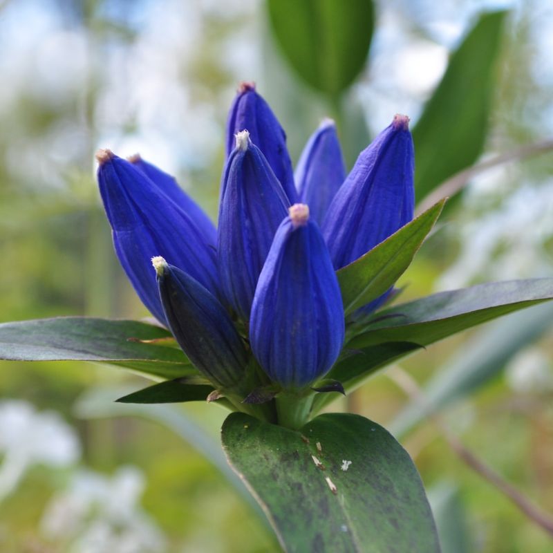 Gentian