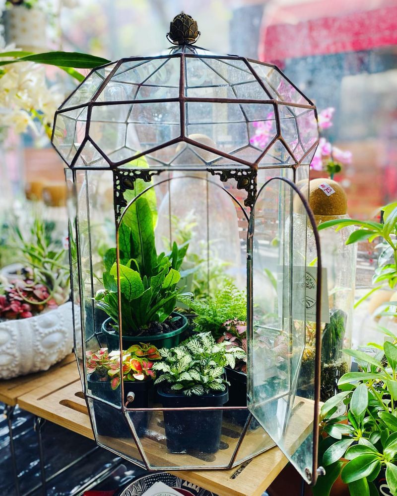 Geometric Plant Terrariums