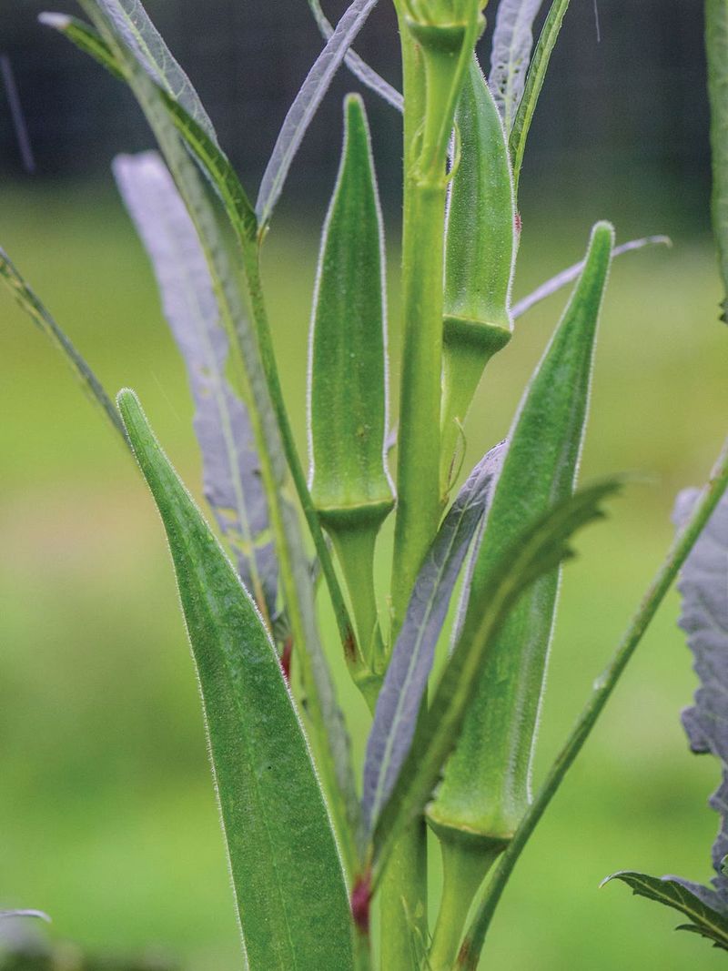 Georgia's Large Okra