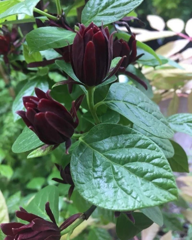 Georgia Sweetshrub