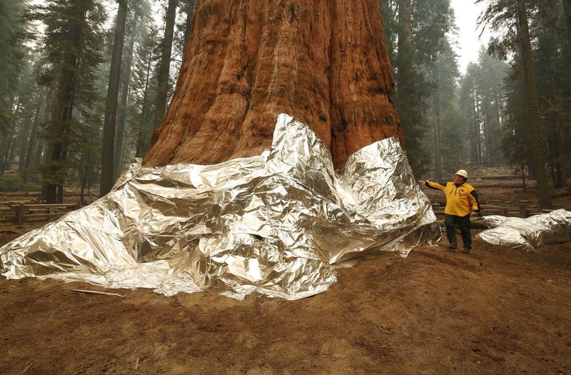 Georgia's Towering Giant