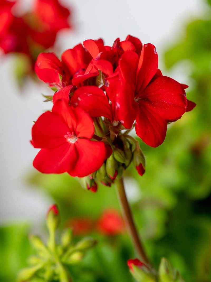 Geranium