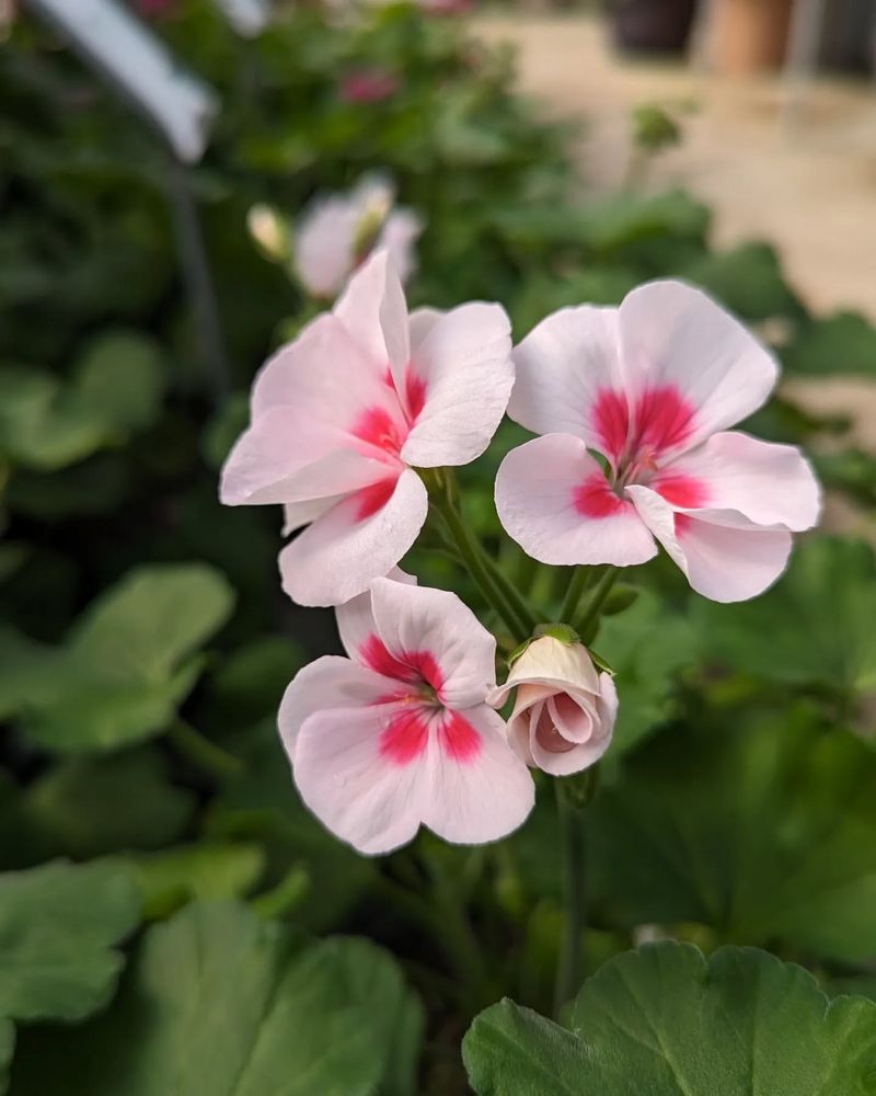 Geranium