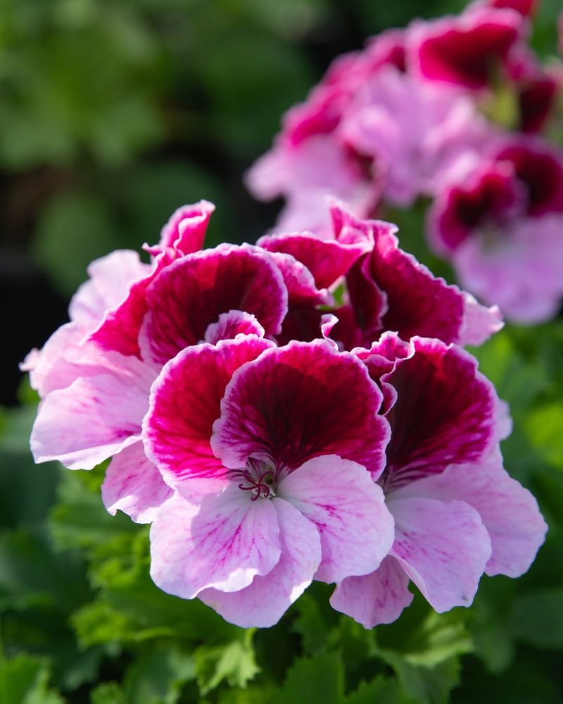 Geranium