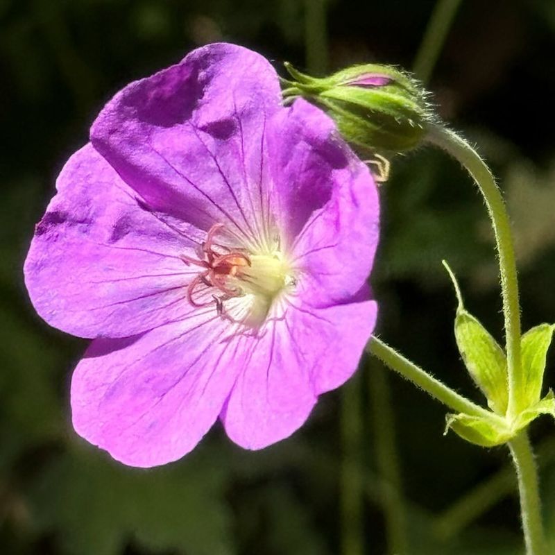 Geranium (Geranium 'Rozanne')