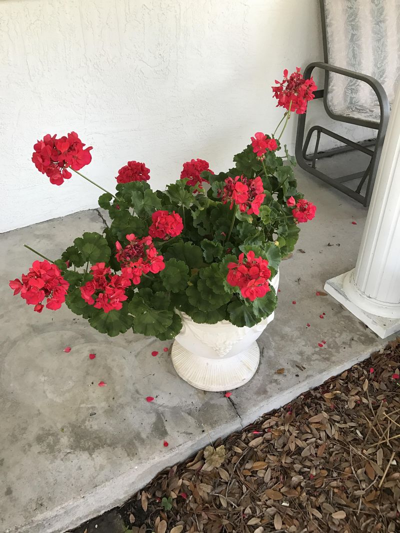 Geraniums