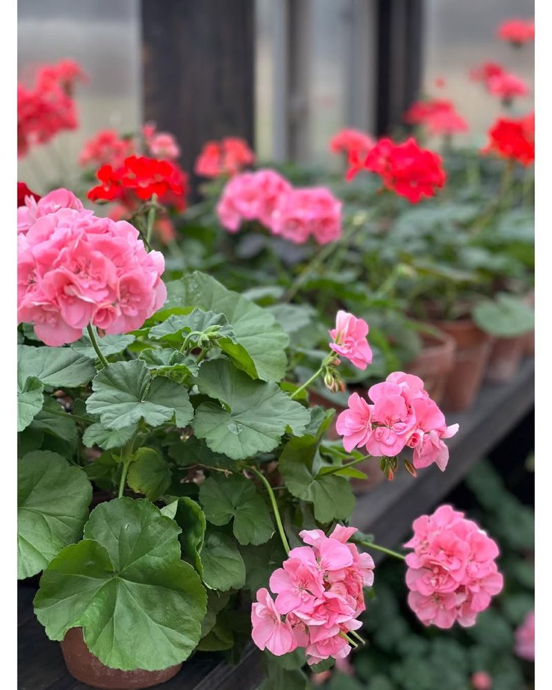 Geraniums