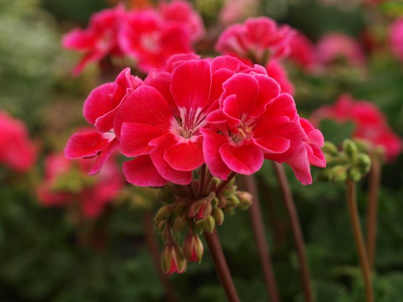 Geraniums