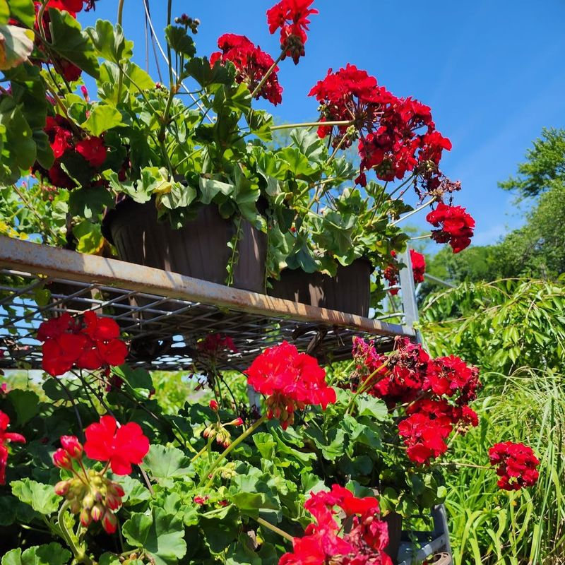 Geraniums