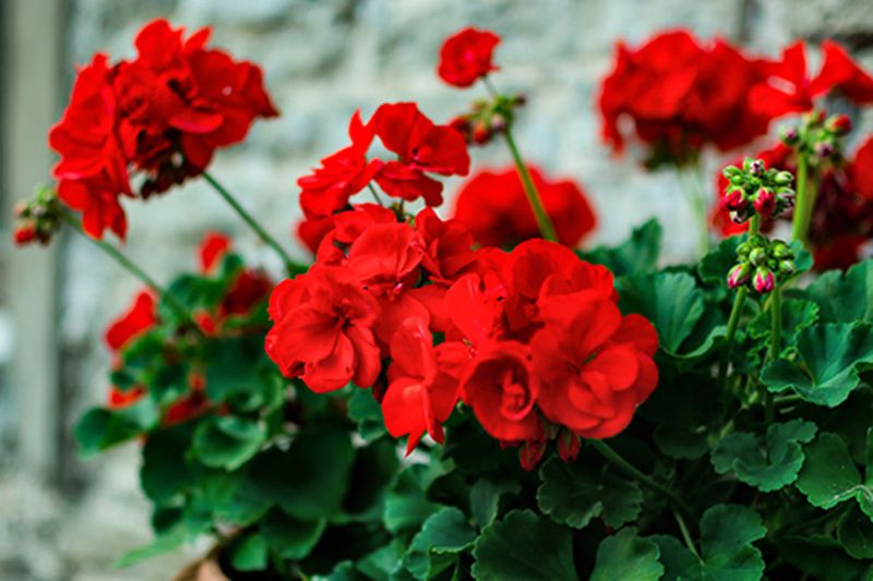 Geraniums