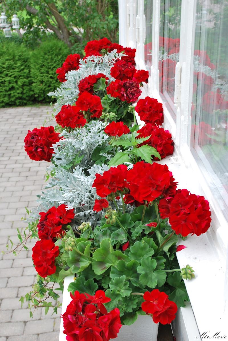 Geraniums