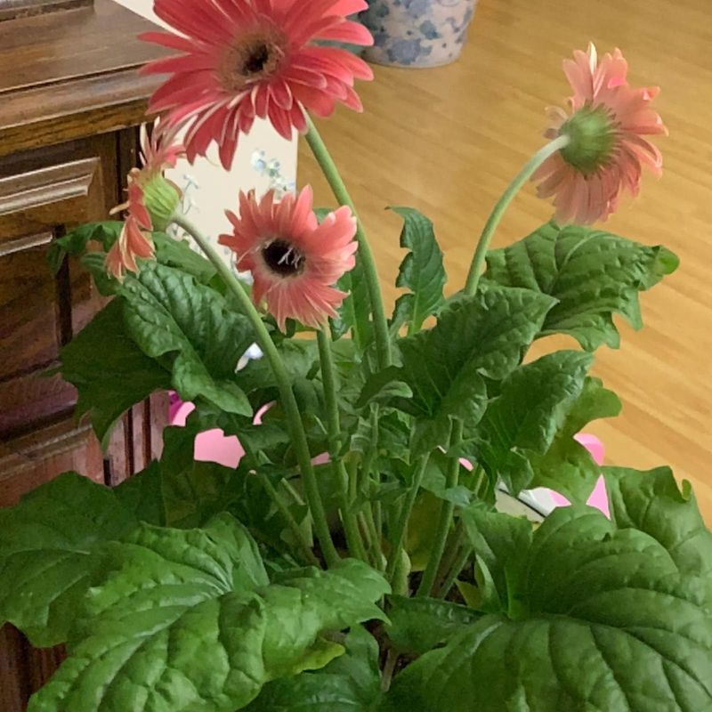 Gerbera Daisy