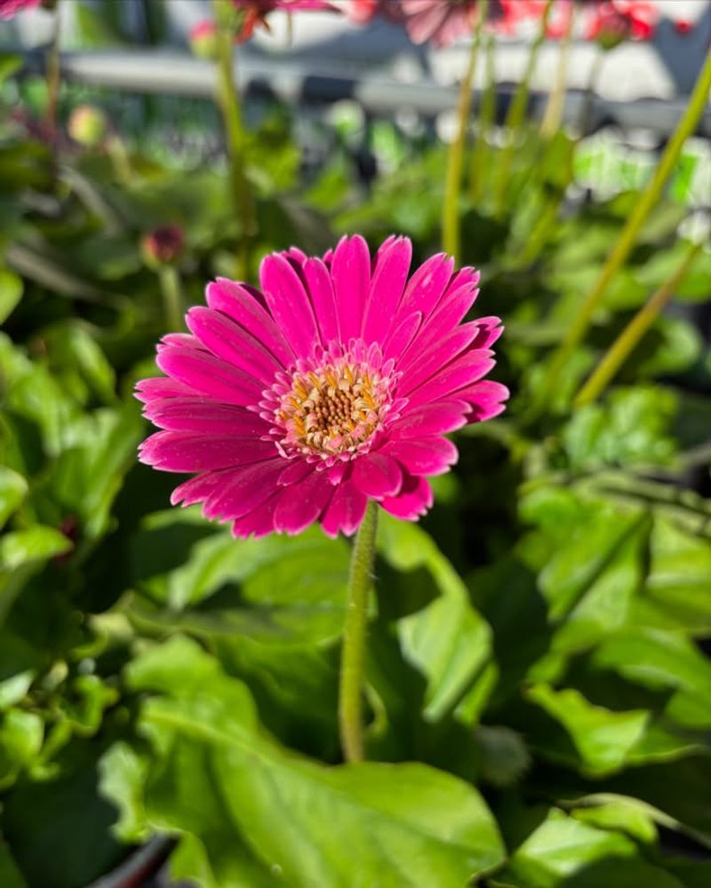 Gerbera Daisy