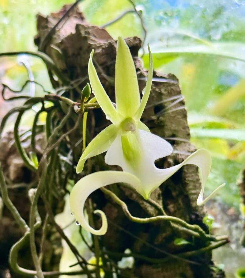 Ghost Orchid