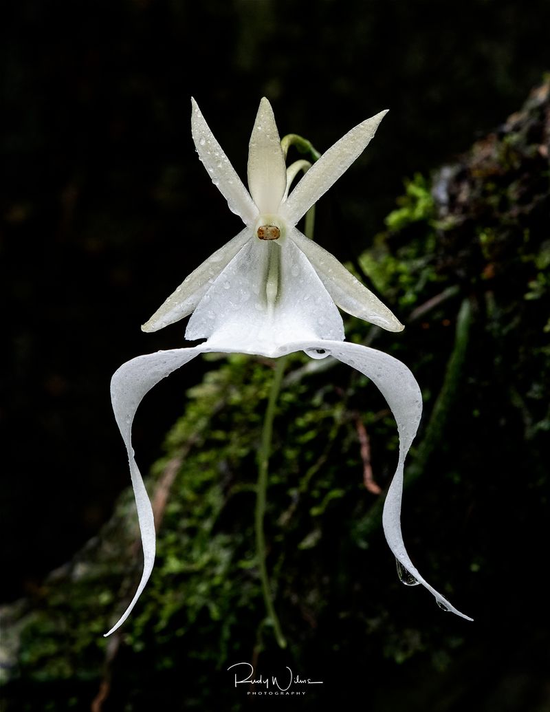 Ghost Orchid